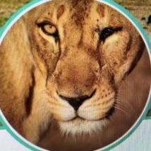 Wemba-La-Leona-Tuerta