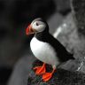 Atlantic Puffin