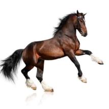 Horsetipz