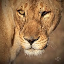 Wemba-1-eyed-lioness