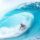 SURF ONLY