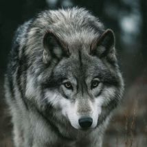 Lone Gray Wolf.