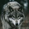 Lone Gray Wolf.