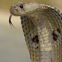 cobra