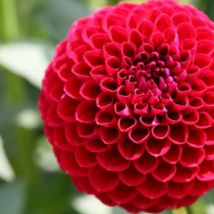 Dalia