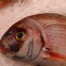 GoalFish