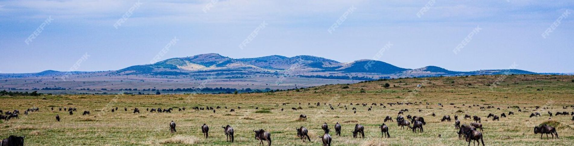 Wemba-1-eyed-lioness