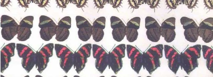 PLL365